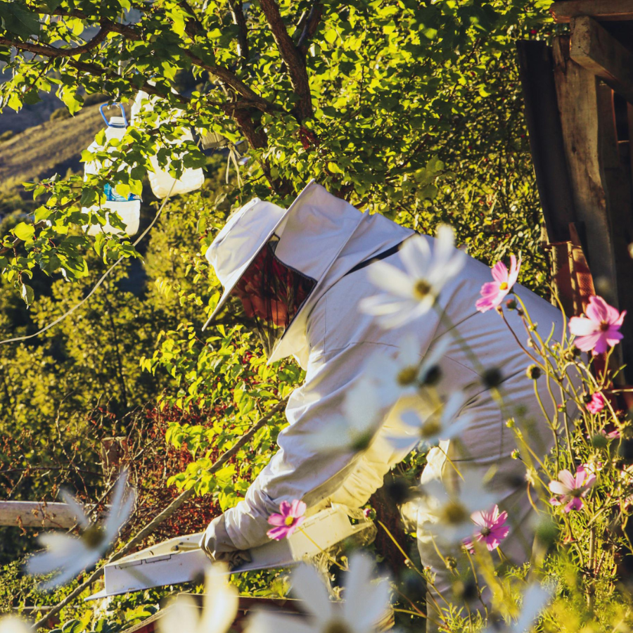 Essential Beekeeping Equipment: 6 Must-Have Tools for an Unstoppable Apiary Success