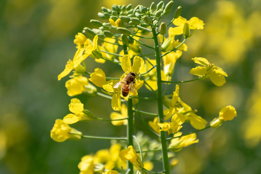 What is the Best Month to Start Beekeeping