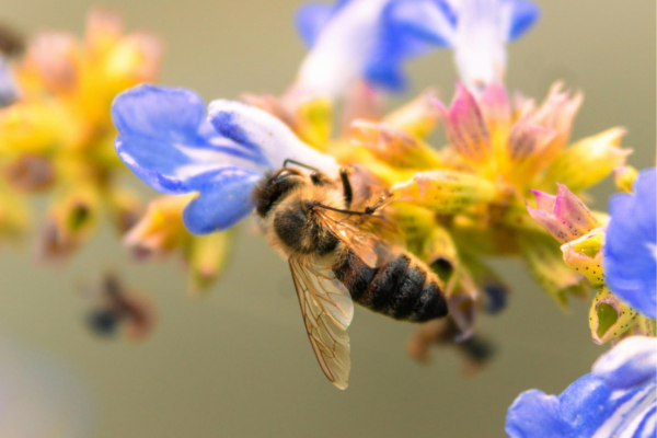 How Long Do Bees Live?