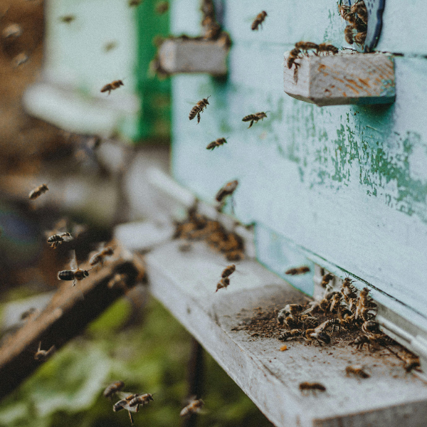 How Long Do Bees Live? 10 Amazing Factors That Boost Their Lifespan