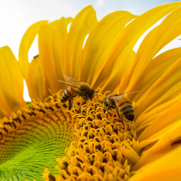 How Long Do Bees Live? 10 Amazing Factors That Boost Their Lifespan