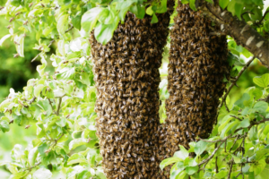 How to Stop Swarming in Honey Bees