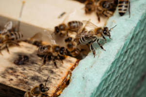 How do bees get rid of drones?