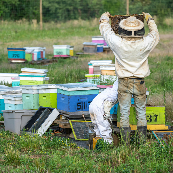 How to Prevent Colony Collapse Disorder in Bees?