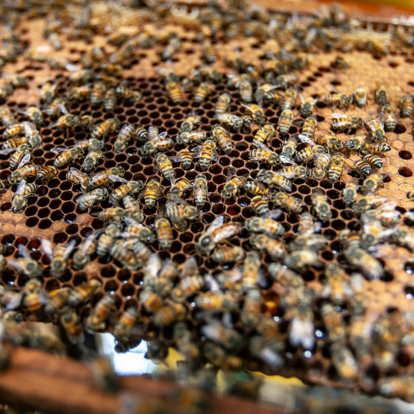 How to Prevent Colony Collapse Disorder in Bees?