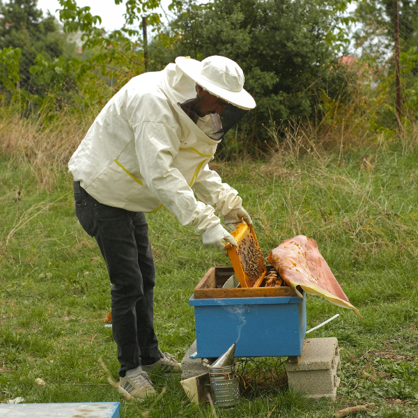 How to Prevent Colony Collapse Disorder in Bees?