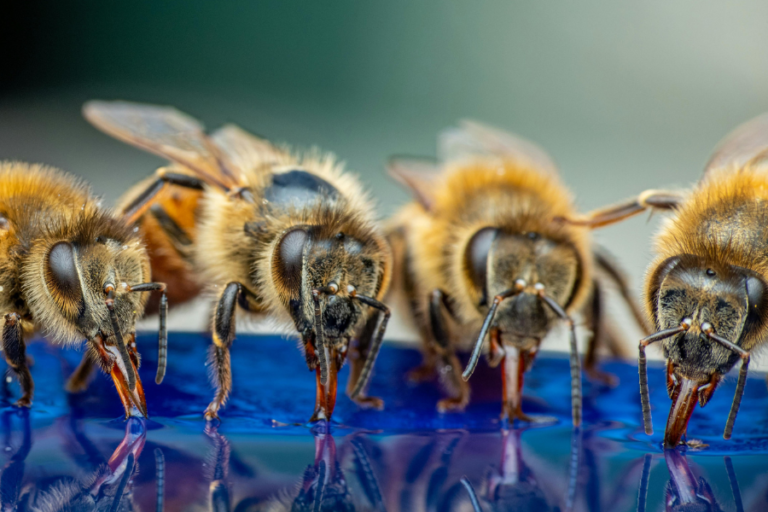 1 Powerful Cure for Common Bee Diseases Affecting Hive Health