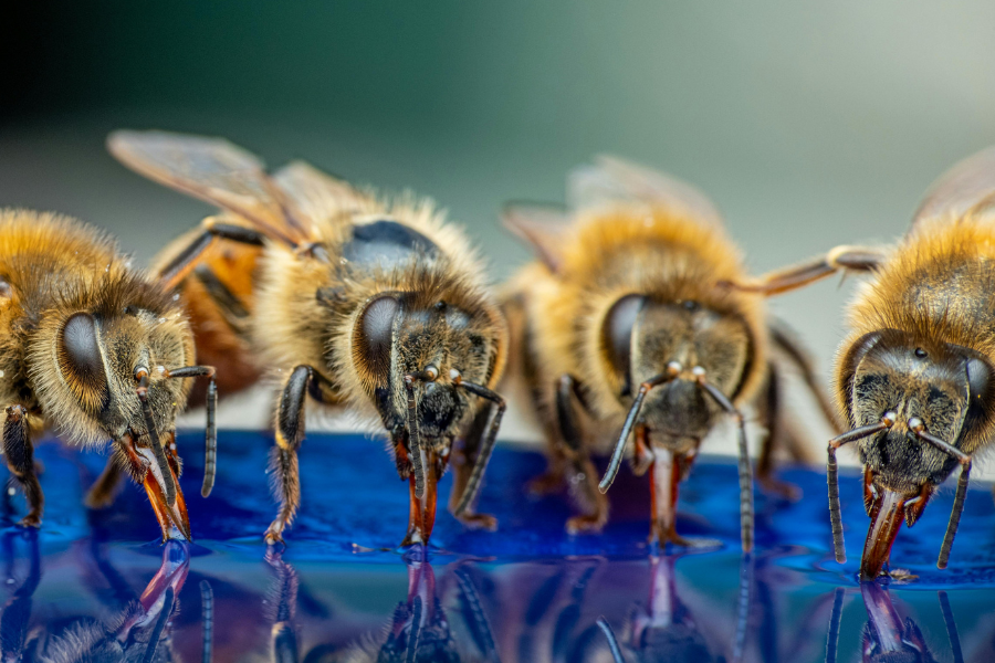 What are the most common diseases of bees?