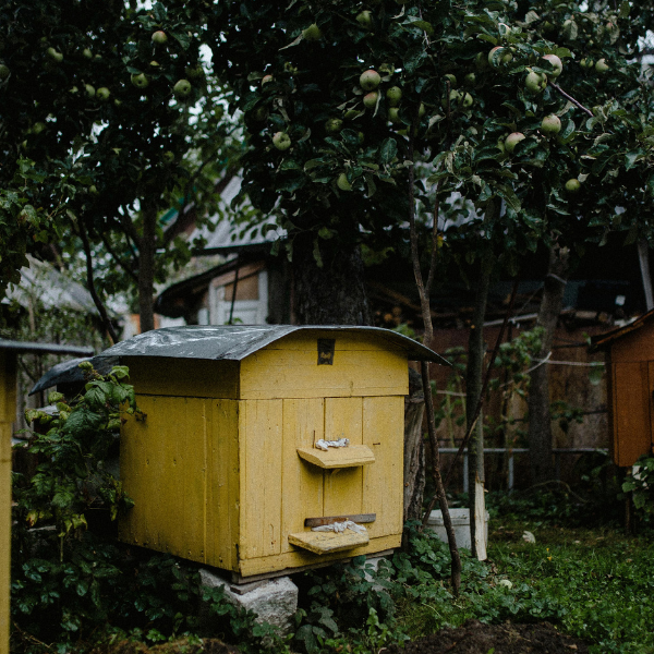 Understanding the 7 Remarkable Roles of Each Bee in the Hive