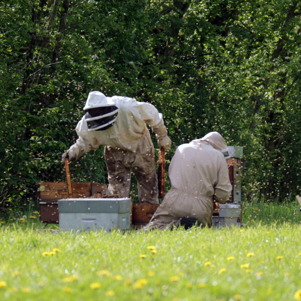 Understanding the 7 Remarkable Roles of Each Bee in the Hive