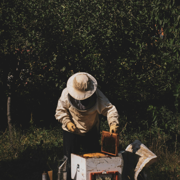 Essential Beekeeping Equipment: 6 Must-Have Tools for an Unstoppable Apiary Success