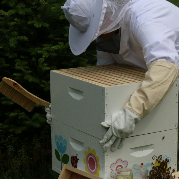 Essential Beekeeping Equipment: 6 Must-Have Tools for an Unstoppable Apiary Success