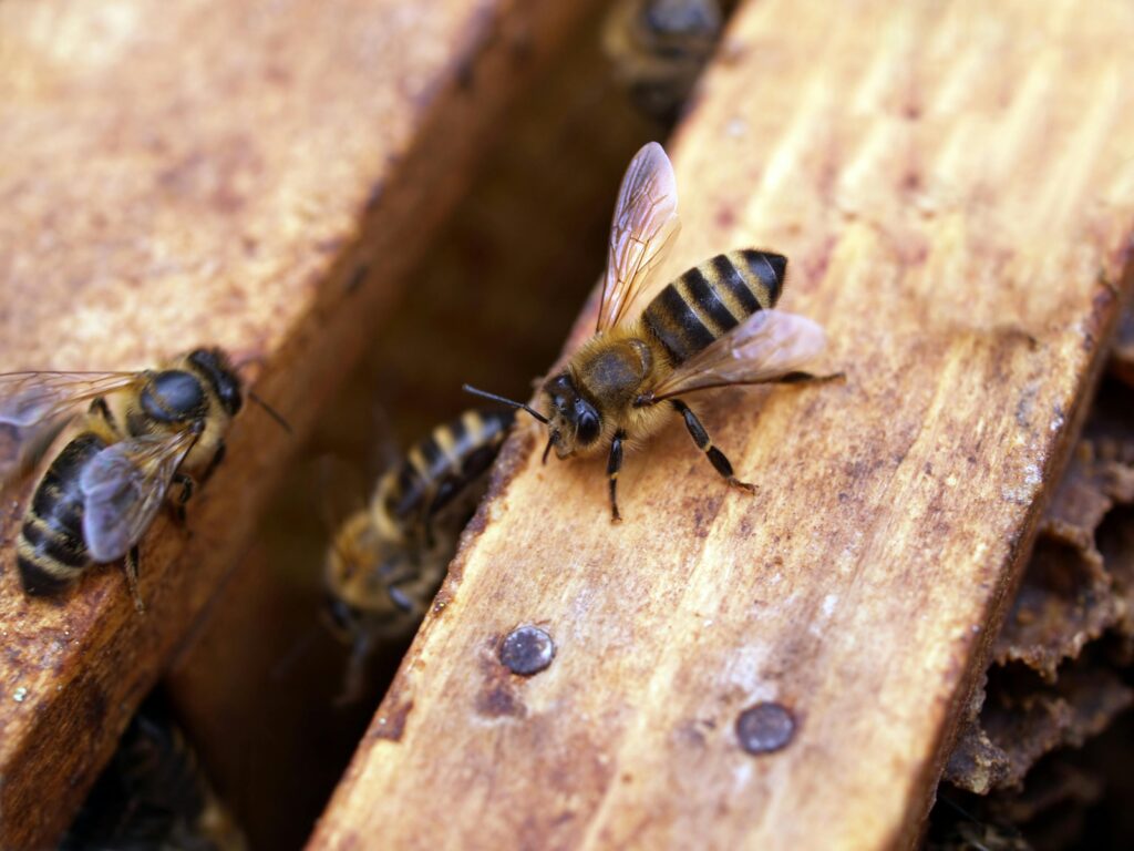 How Long Do Bees Live? 10 Amazing Factors That Boost Their Lifespan