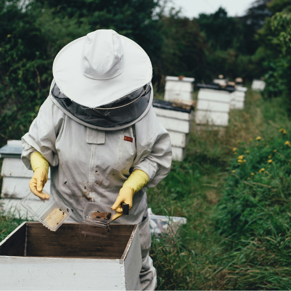 How to Build a Bee-Friendly Garden in Urban Areas: 10 Effective Techniques for Supporting Thriving Local Bee Populations