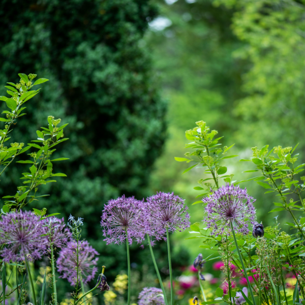 How to Build a Bee-Friendly Garden in Urban Areas: 10 Effective Techniques for Supporting Thriving Local Bee Populations