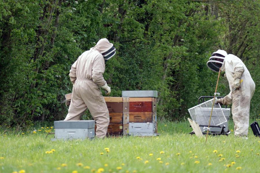 7 Proven Ways to Treat Varroa Mites in Honey Bee Colonies Effectively