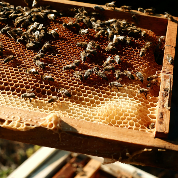 7 Proven Ways to Treat Varroa Mites in Honey Bee Colonies Effectively