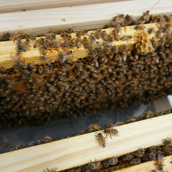 7 Proven Ways to Treat Varroa Mites in Honey Bee Colonies Effectively