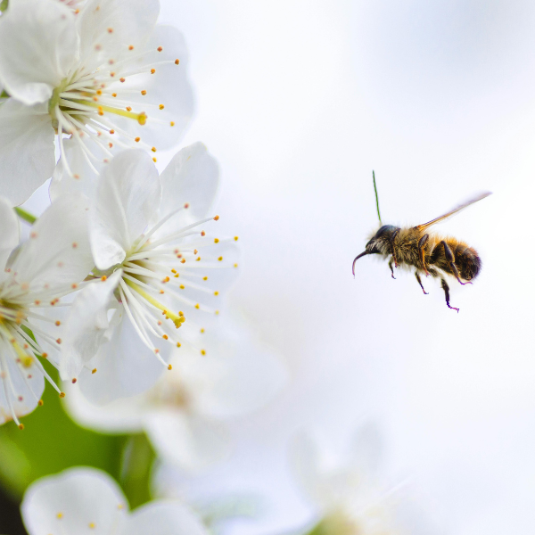 Top 10 Benefits of Propolis: How It Supports Bee Colony Health and Survival