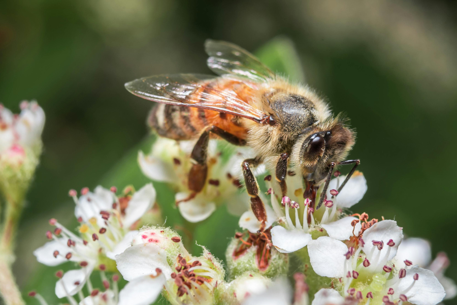 10 Powerful Strategies to Prevent Robbing Behavior in Honey Bees