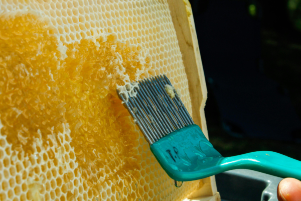 Beekeeping 101: How to Extract Honey Without Harm to Your Comb or Hive for Maximum Success