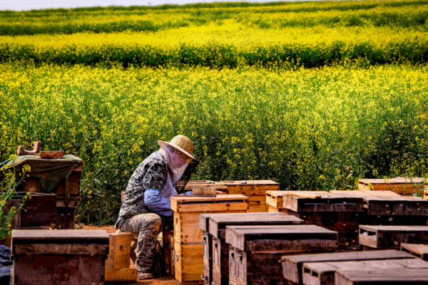 How to Start Community Beekeeping: 7 Inspiring Steps to Setting Up and Managing Group Apiaries