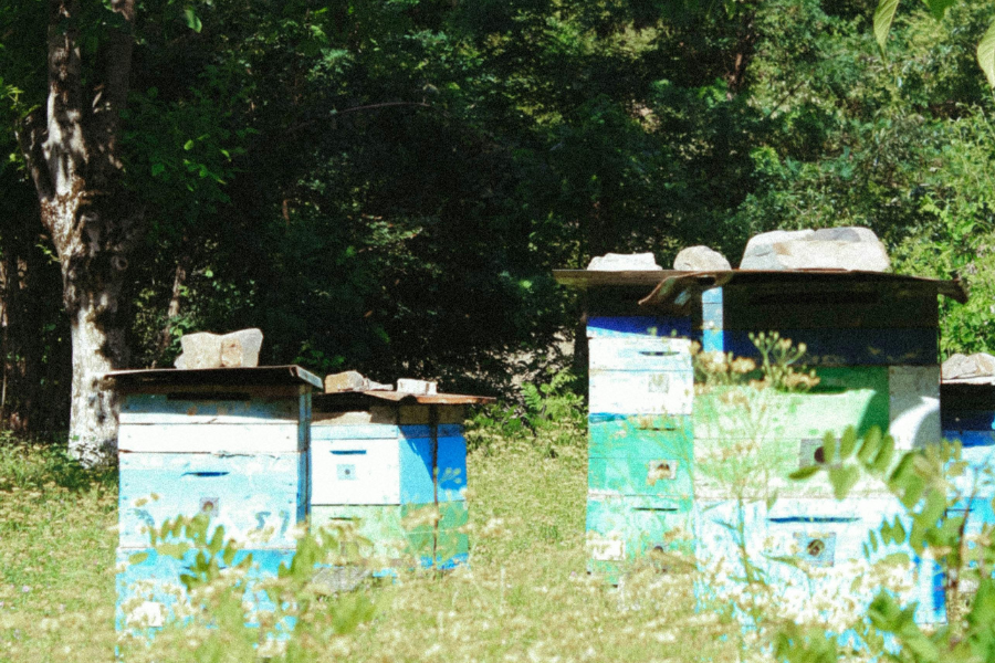 Beekeeping for Biodiversity: Inspiring Flourishing Ecosystems Locally and Beyond